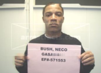 Neco Gasanova Bush