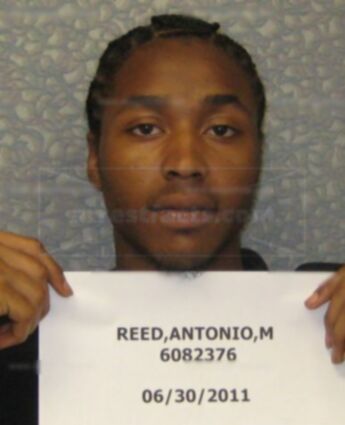 Antonio M Reed